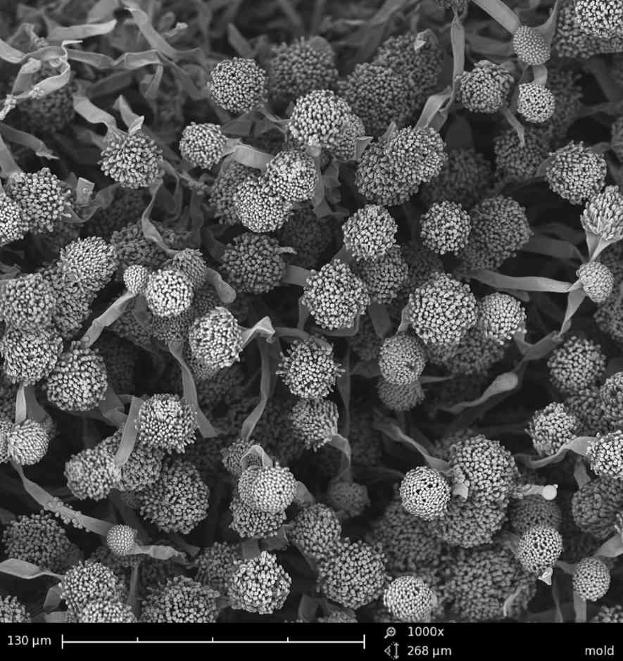 Coffee Mold via Scanning Electron Microscope